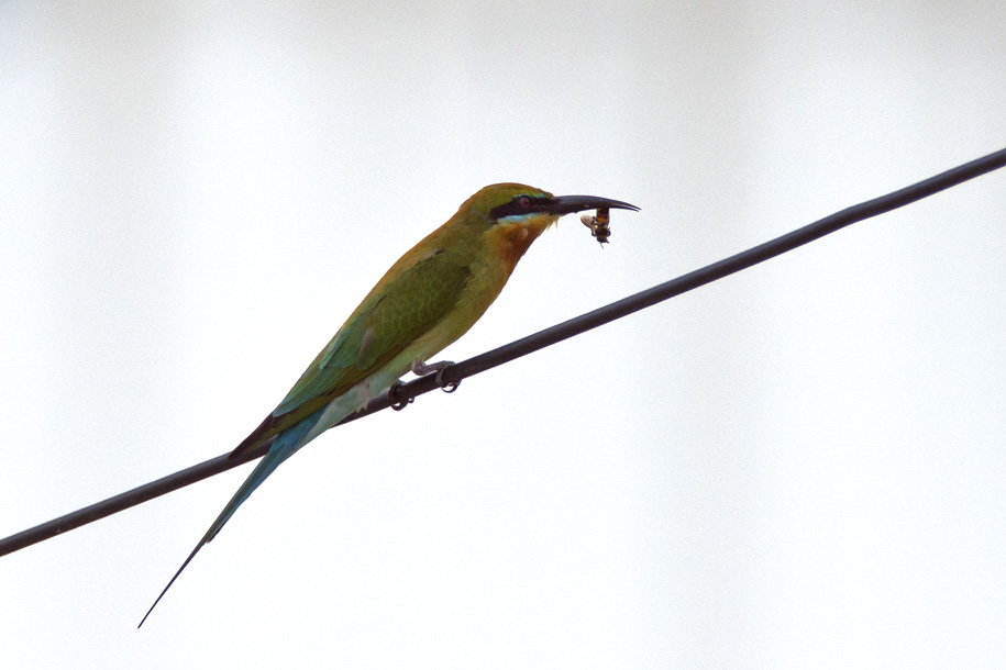 'Meal Time' (Dec 2012) - Bukit Batok, Singapore