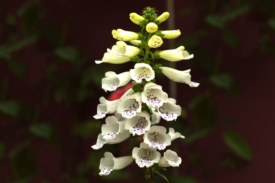 'White Foxglove' (Jul 2012) - Gardens by the Bay, Singapore