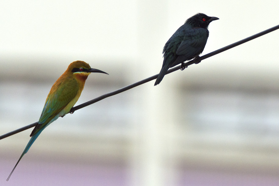 'Odd Pair' (Dec 2012) - Bukit Batok, Singapore