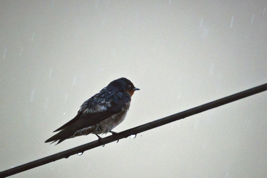 'Under the Rain' (Jan 2013) - Bukit Batok, Singapore