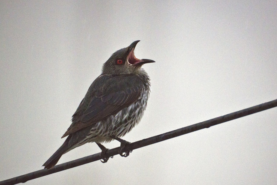'Yawning' (Jan 2013) - Bukit Batok, Singapore