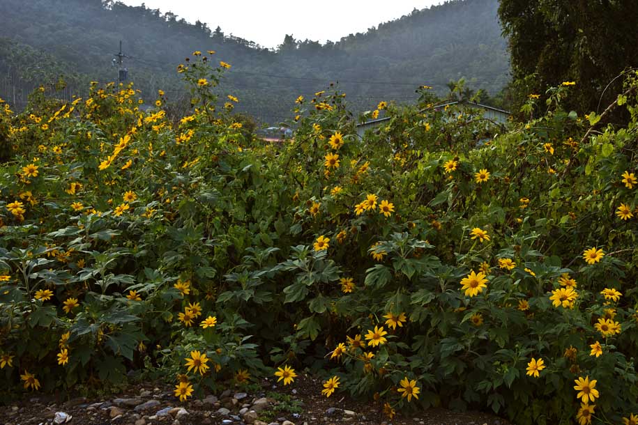 'Yellow' (Dec 2010) - Taichung County, Taiwan