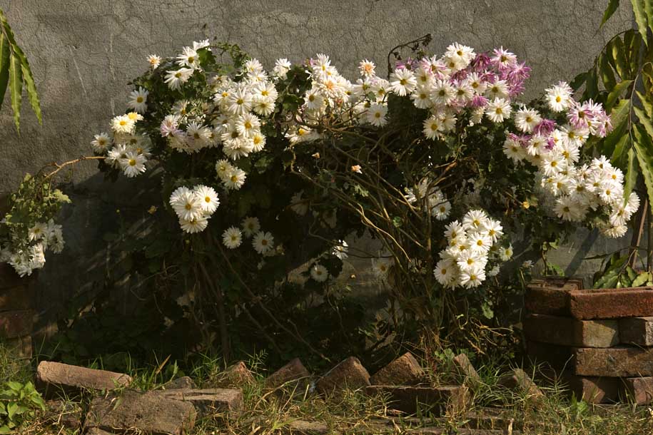 'Grown in the Wild' (Dec 2009) - Hetauda, Nepal