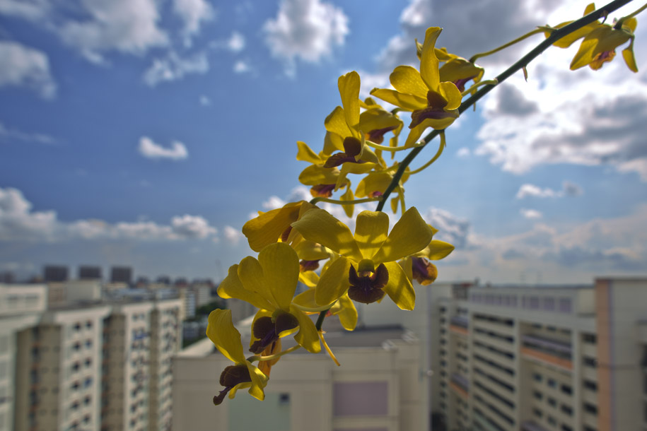 'Dangling Orchids' (May 2013) - Bukit Batok, Singapore