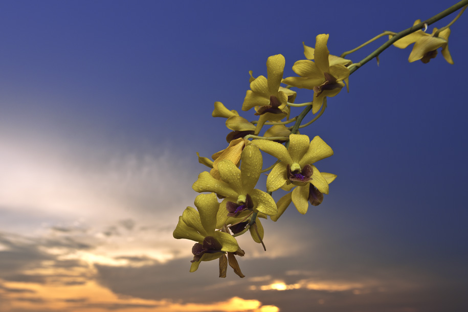'Another Dangling Orchids' (May 2013) - Bukit Batok, Singapore
