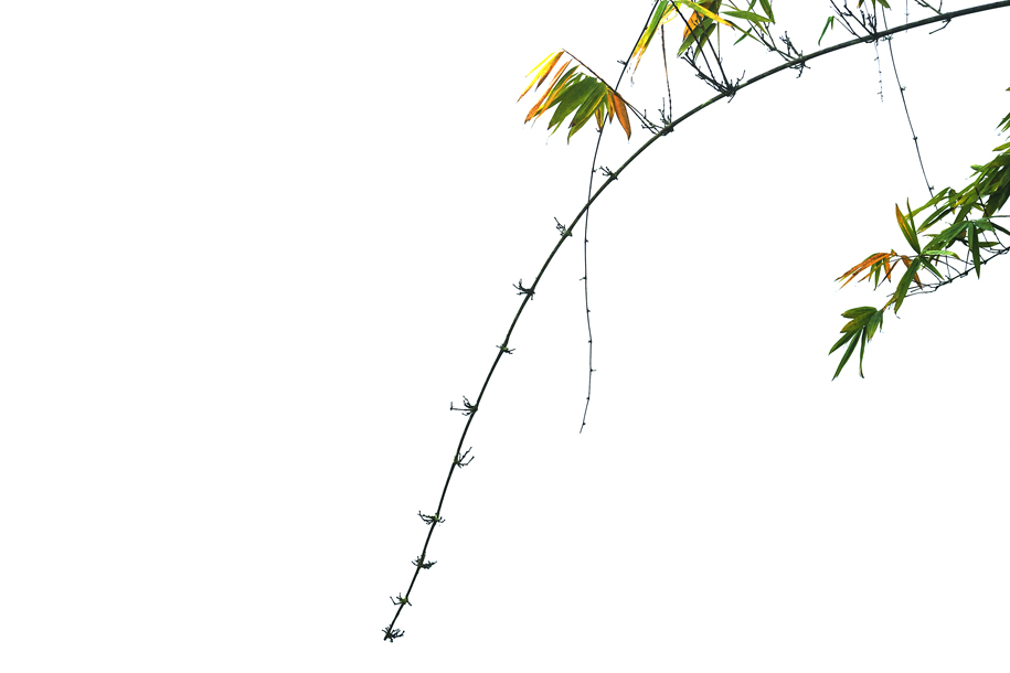 'Hanging Bamboo' (Dec 2009) - Chitwan, Nepal