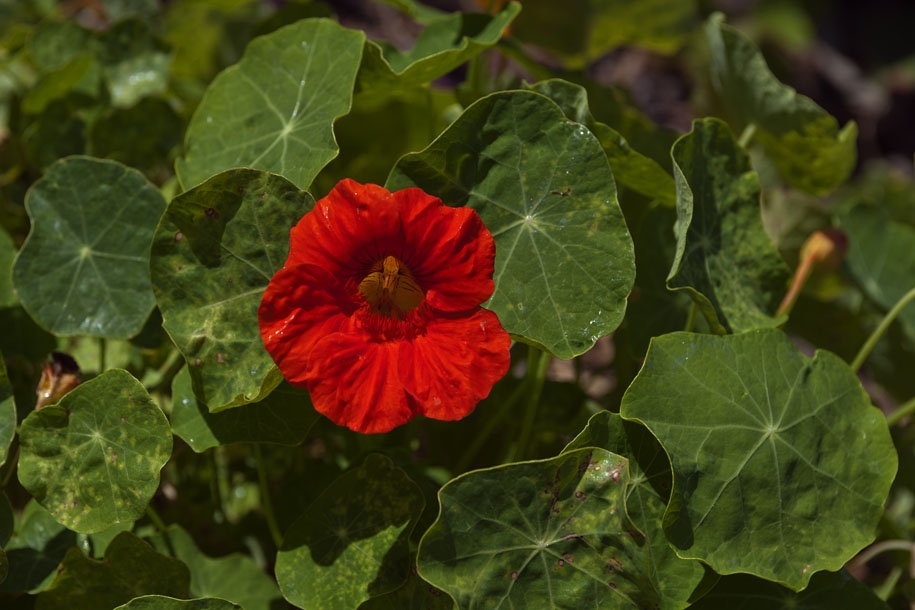 'Red Flower' (Dec 2007) - Melbourne, Australia