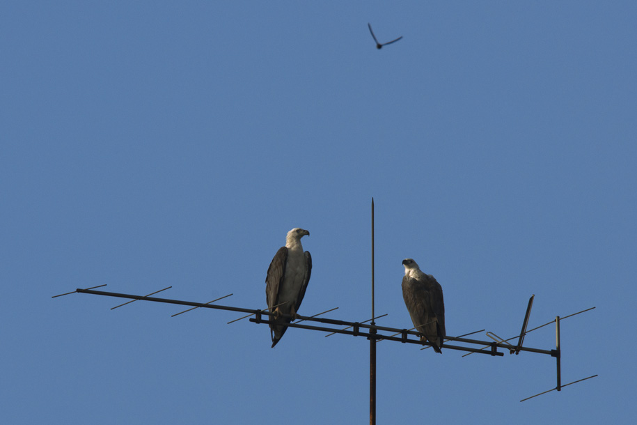 'Perching Eagles' (Sep 2013) - Bukit Batok, Singapore