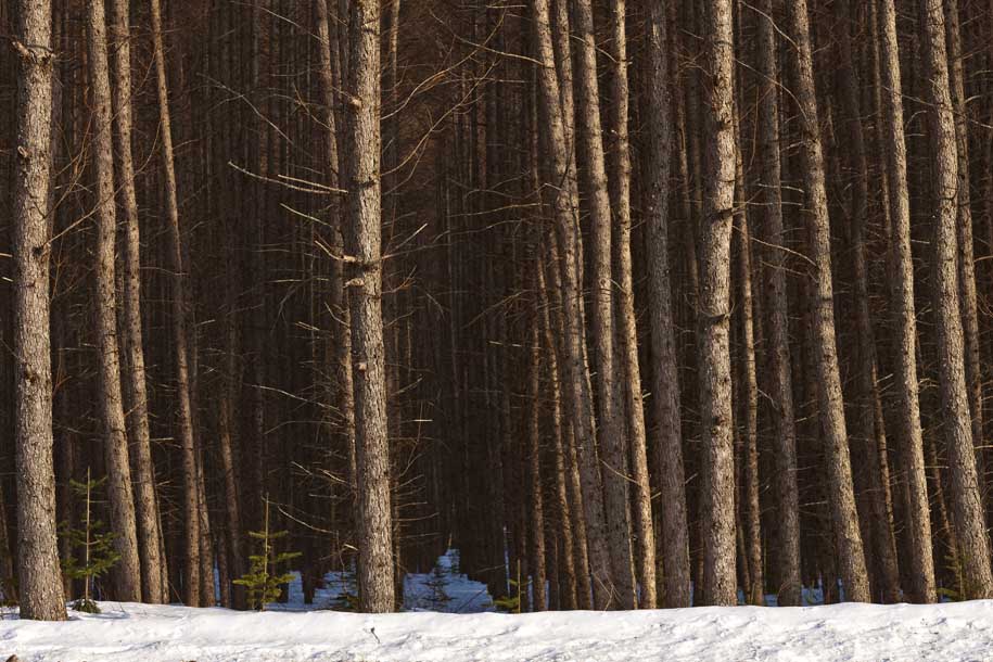 'Bare Trunks' (Mar 2010) - Hokkaido, Japan