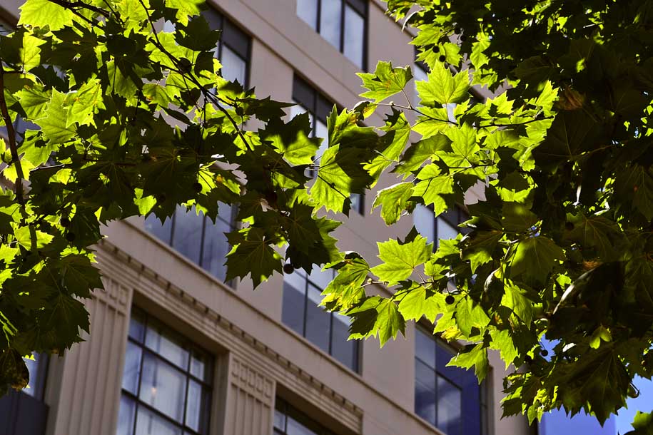 'Sunlit Leaves' (Dec 2007) - Melbourne, Australia