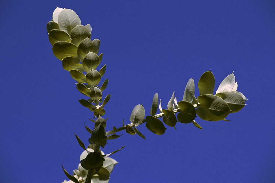 'Y-Shaped' (Dec 2000) - Perth, Australia