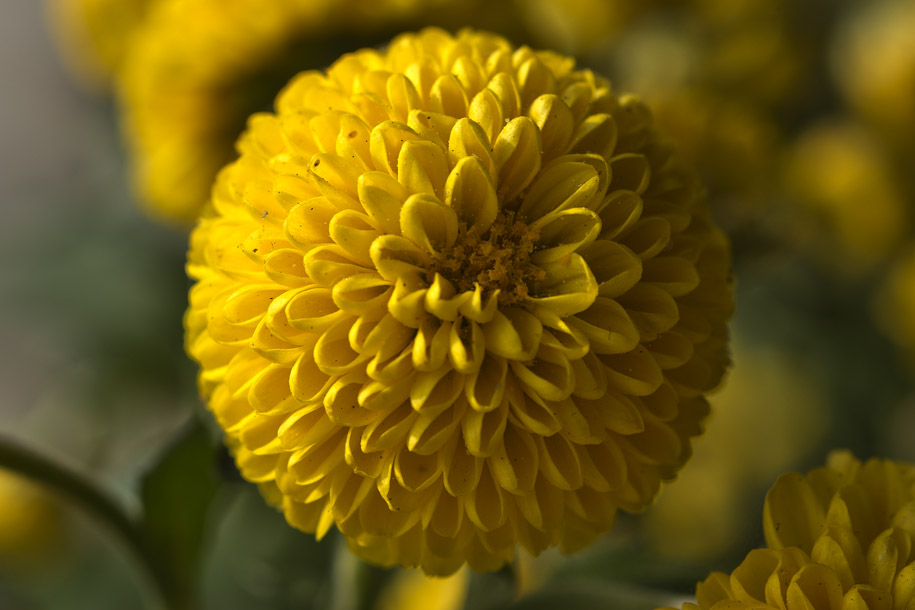 'Button Chrysanthemum' (Jan 2014) - Bukit Batok, Singapore