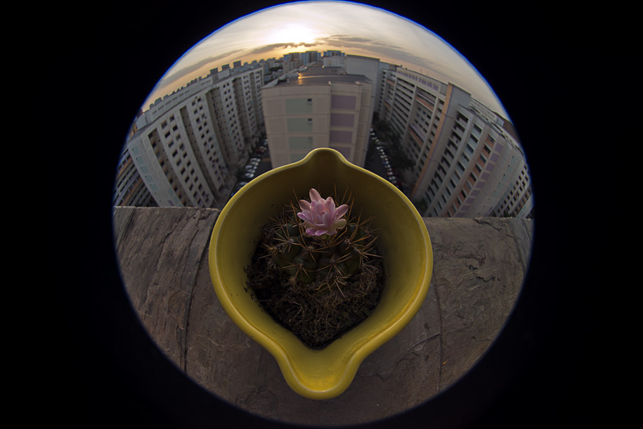 'Pot of Flower' (Jan 2014) - Bukit Batok, Singapore