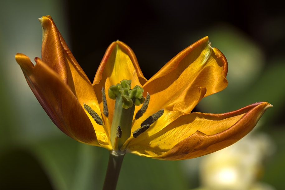 'Tulip 10' (Apr 2014) - Gardens by the Bay, Singapore