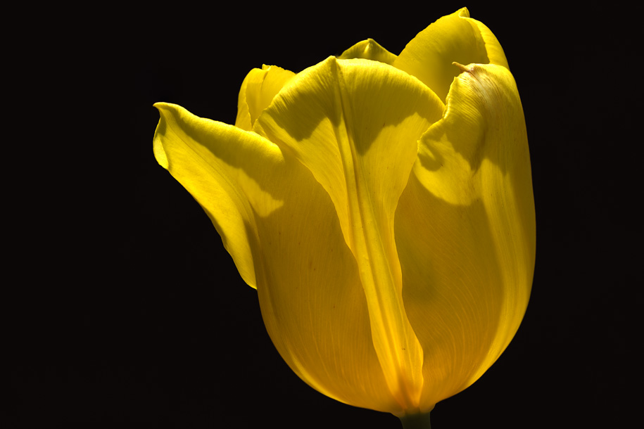 'Tulip 13' (Apr 2014) - Gardens by the Bay, Singapore