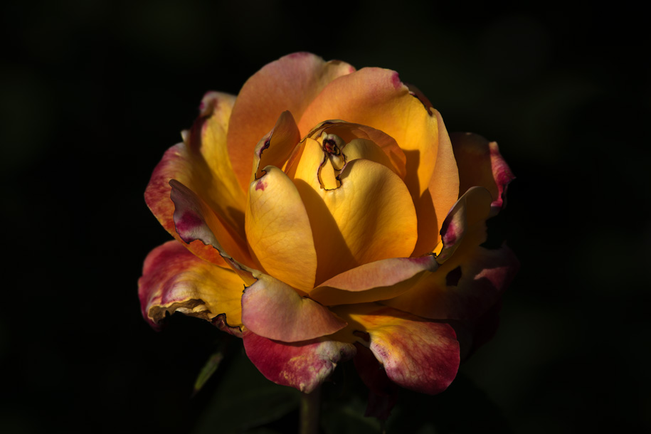 'Rose 6' (Jun 2014) - Bern, Switzerland
