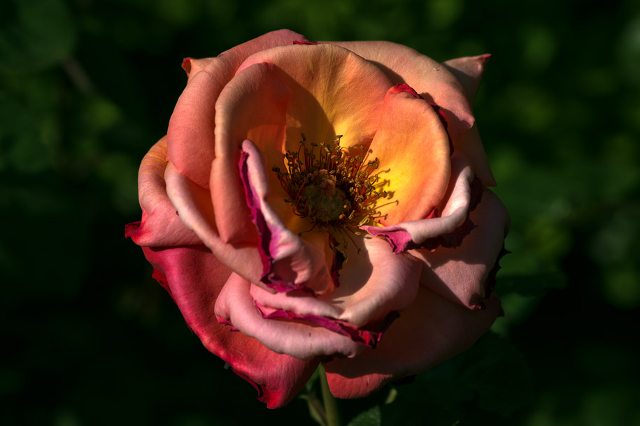'Rose 7' (Jun 2014) - Bern, Switzerland