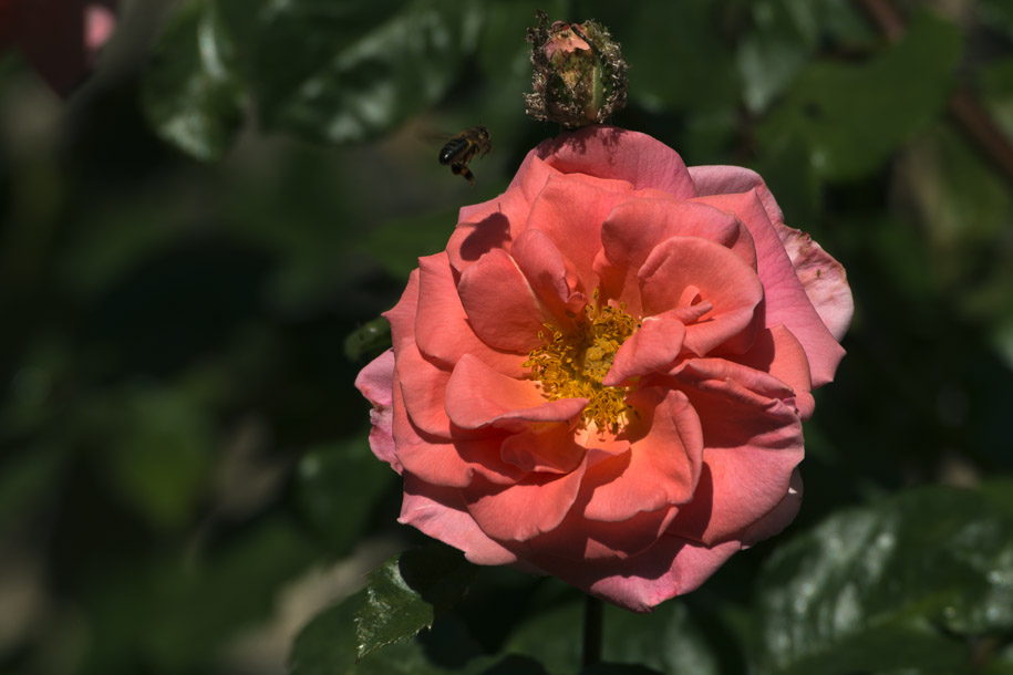 'Rose 8' (Jun 2014) - Randa, Switzerland