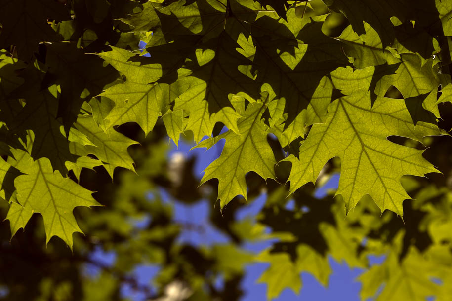 'The Greens of Summer' (Jun 2014) - Bern, Switzerland