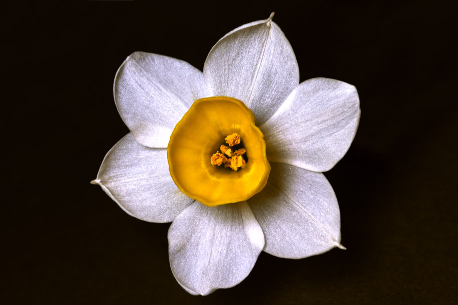 'Narcissus' (Feb 2015) - Bukit Batok, Singapore