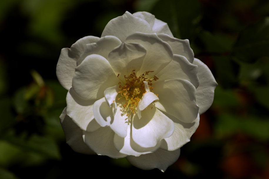 'Rose 9' (Apr 2014) - Gardens by the Bay, Singapore