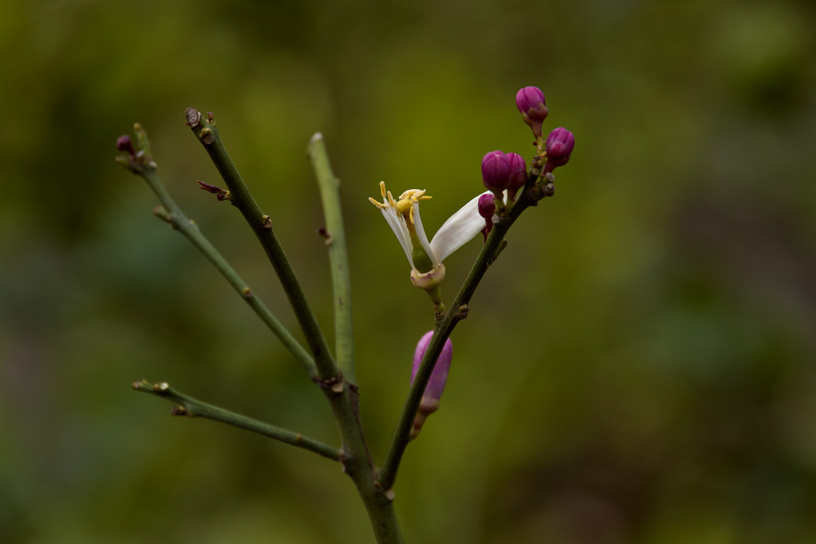 'Leafless' (Dec 2010) - Nantou, Taiwan