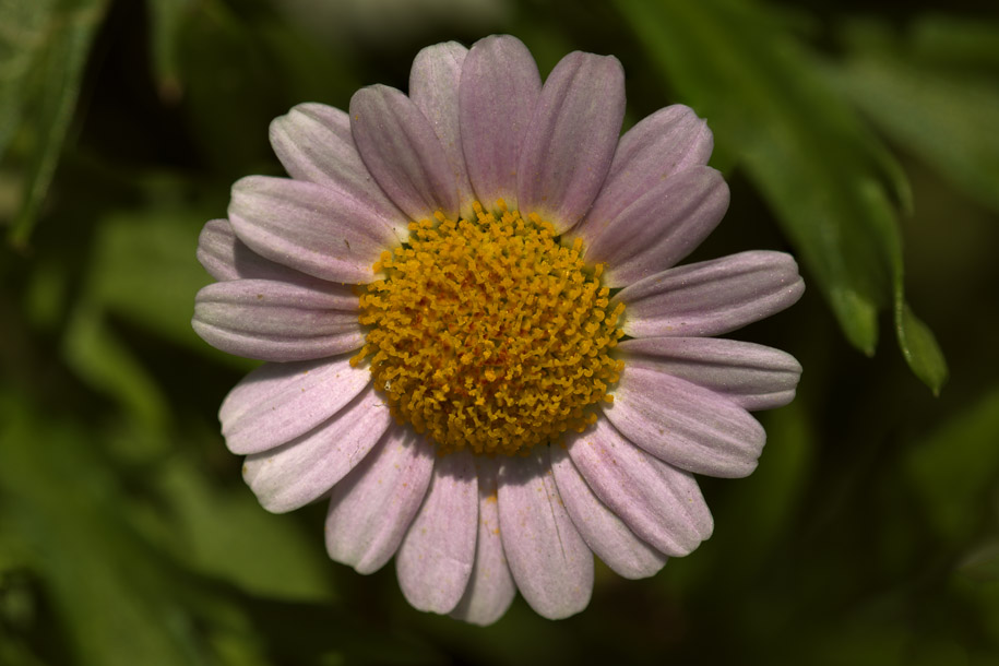 'Pink Daisy' (Apr 2014) - Gardens by the Bay, Singapore