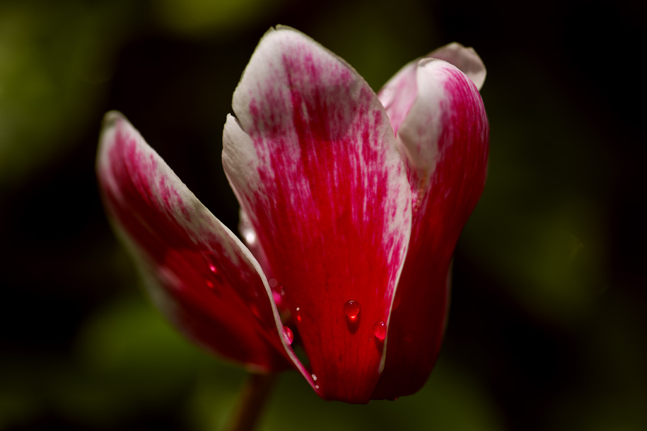 'Droplets' (Apr 2014) - Gardens by the Bay, Singapore
