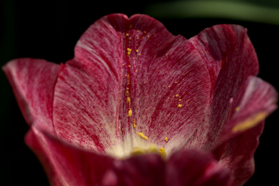 'Tulip 21' (Apr 2014) - Gardens by the Bay, Singapore