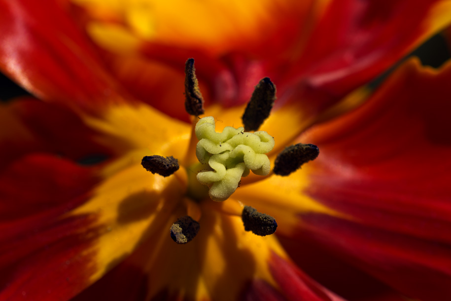 'Tulip 23' (Apr 2014) - Gardens by the Bay, Singapore