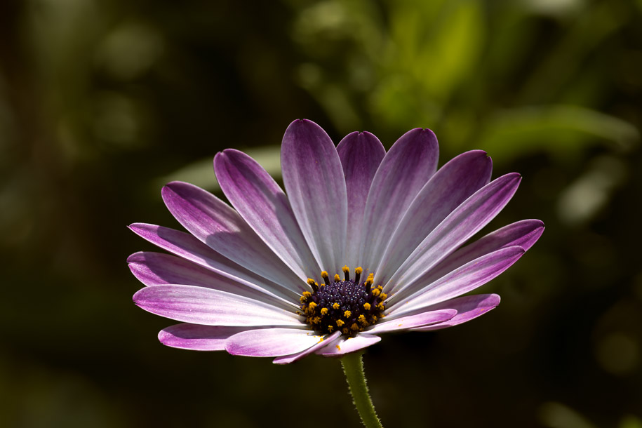 'Purple and White' (Apr 2014) - Gardens by the Bay, Singapore