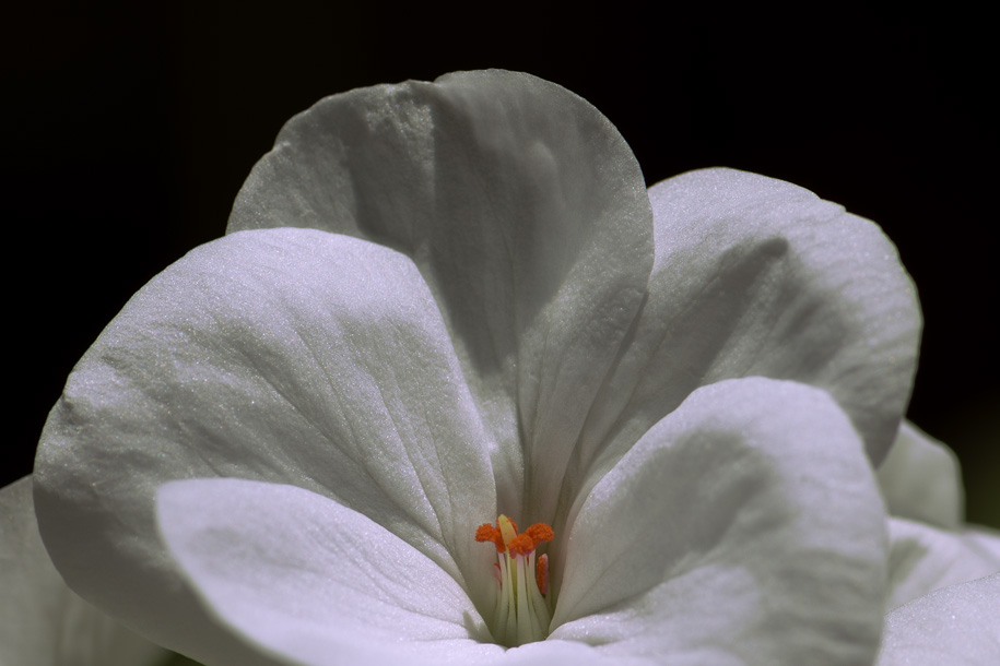 'Orange and White' (Apr 2014) - Gardens by the Bay, Singapore