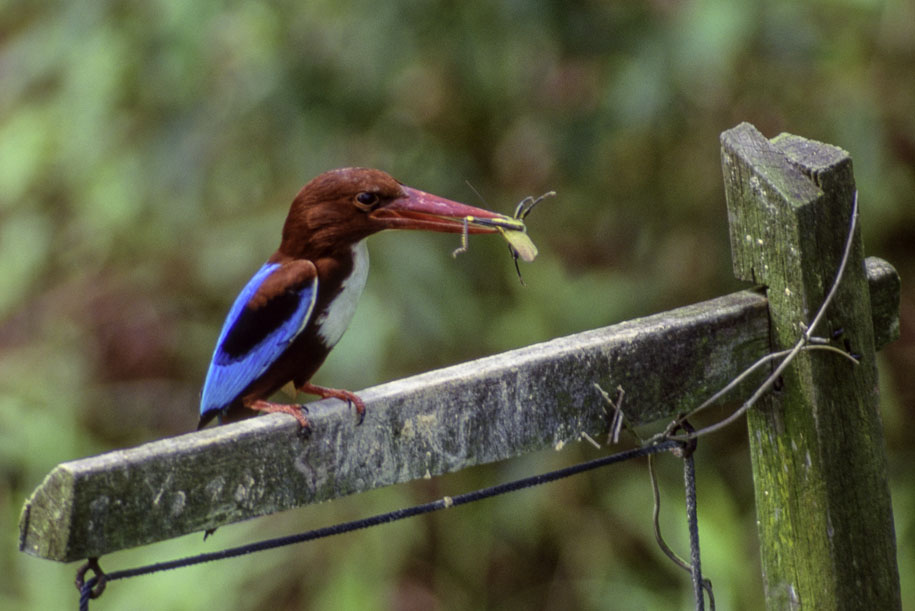 'Good Catch' (Dec 1991) - Bukit Batok, Singapore