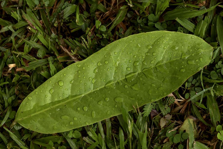 'Morning Dew' (Jun 2016) - Johor, Malaysia