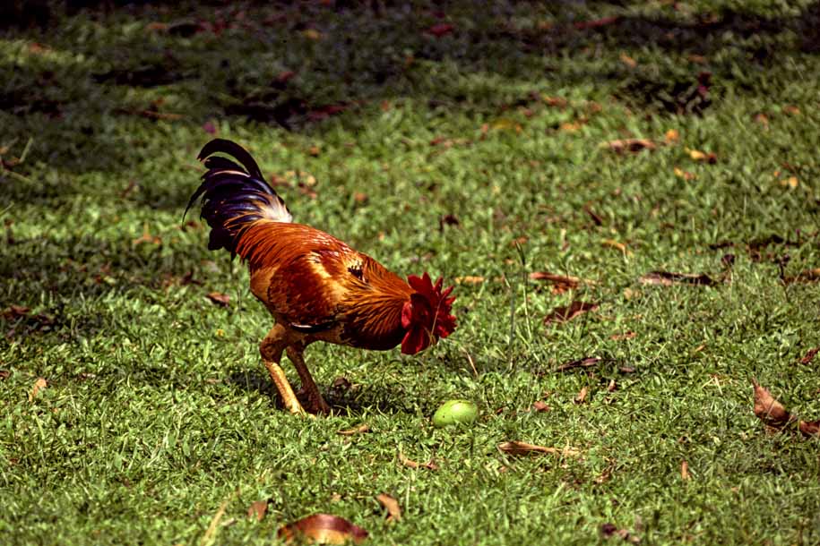 'Year of the Rooster' (Mar 1990) - Saint John's Island, Singapore