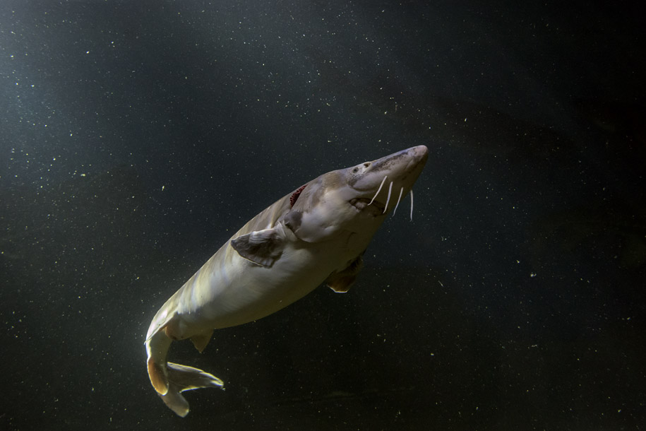 'Lake Sturgeon' (Dec 2016) - Hokkaido, Japan