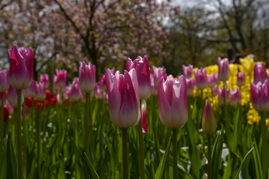 'Tulip 27' (Apr 2017) - Lisse, Netherlands
