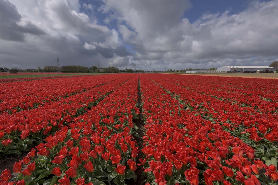 'Tulip 28' (Apr 2017) - Lisse, Netherlands