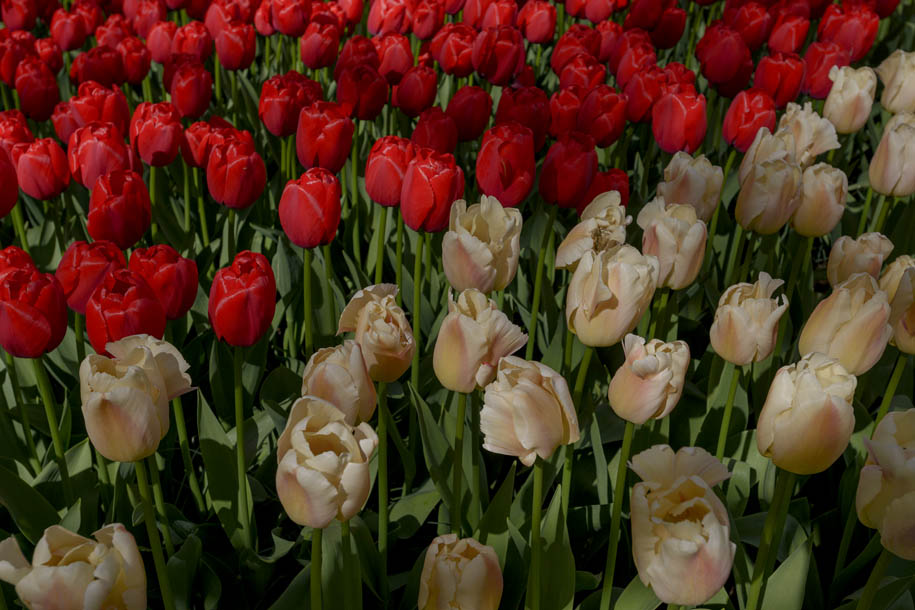 'Tulip 33' (Apr 2017) - Lisse, Netherlands