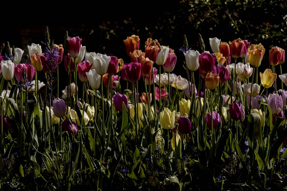 'Tulip 36' (Apr 2017) - Lisse, Netherlands