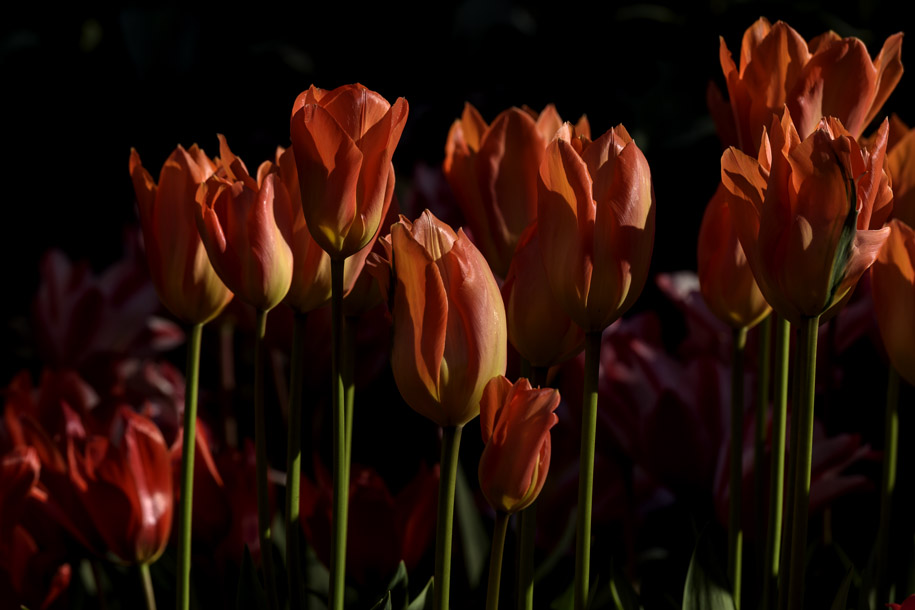 'Tulip 37' (Apr 2017) - Lisse, Netherlands