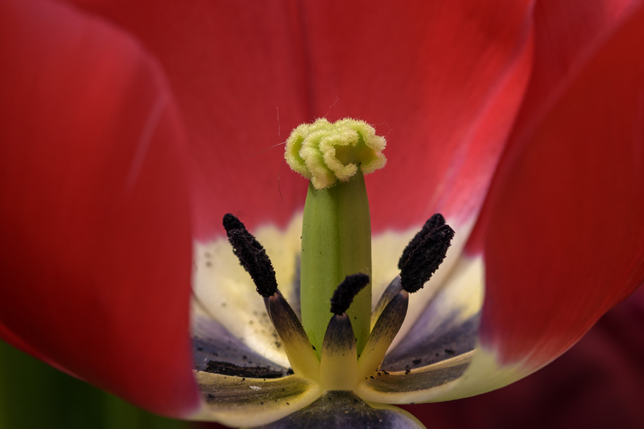 'Tulip 38' (Apr 2017) - Lisse, Netherlands