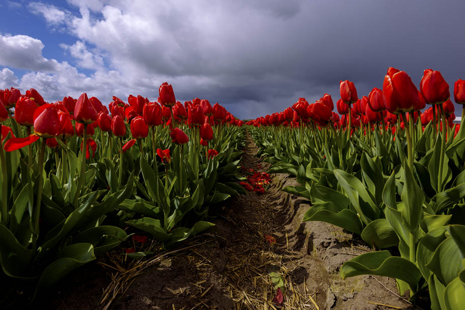 'Tulip 39' (Apr 2017) - Lisse, Netherlands