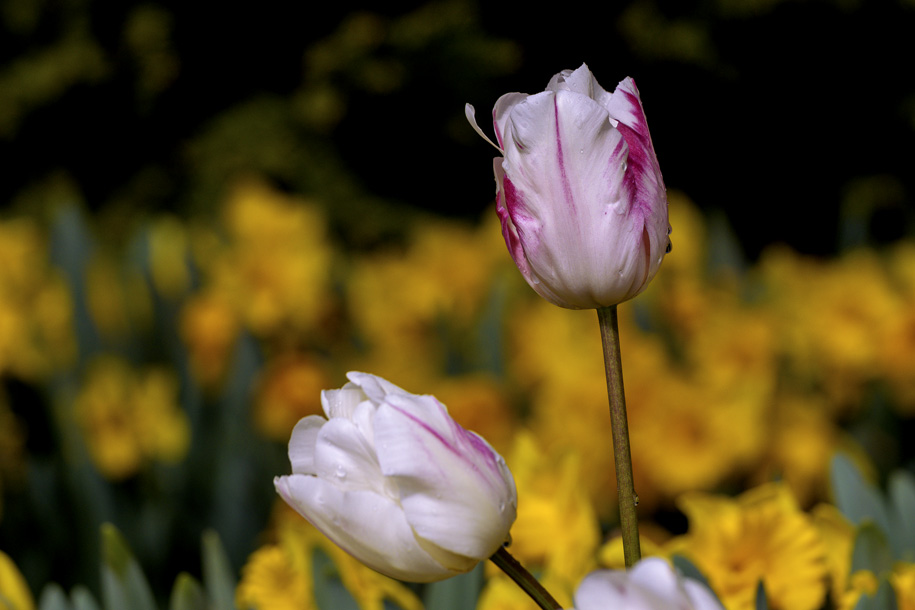 'Tulip 41' (Apr 2017) - Lisse, Netherlands