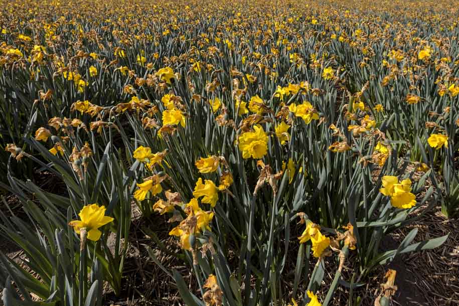 'Daffodil Field' (Apr 2017) - Lisse, Netherlands