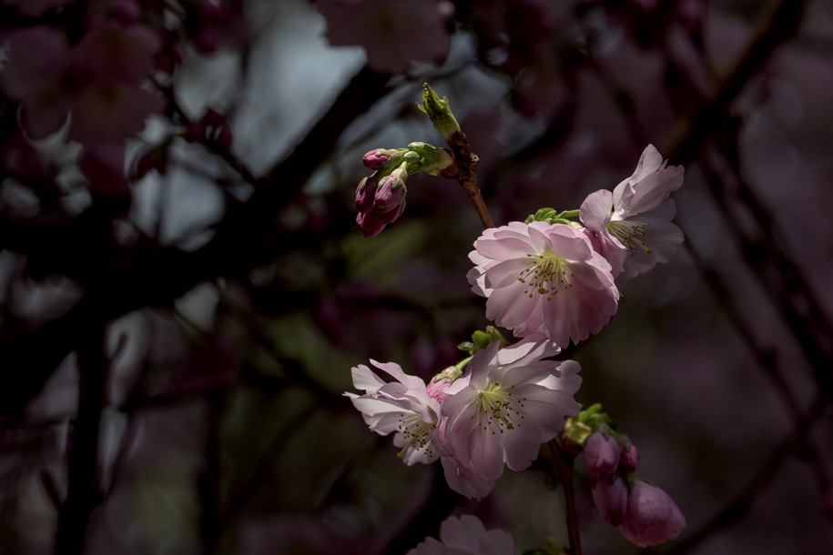 'Cherry Blossom 2' (Mar 2018) - Gardens by the Bay, Singapore