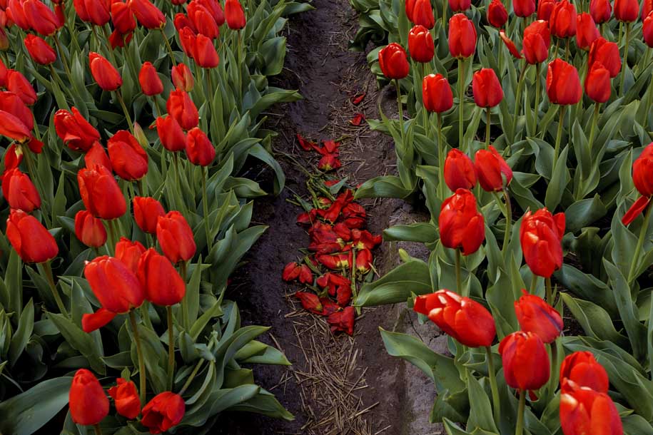 'Tulip 43' (Apr 2017) - Lisse, Netherlands