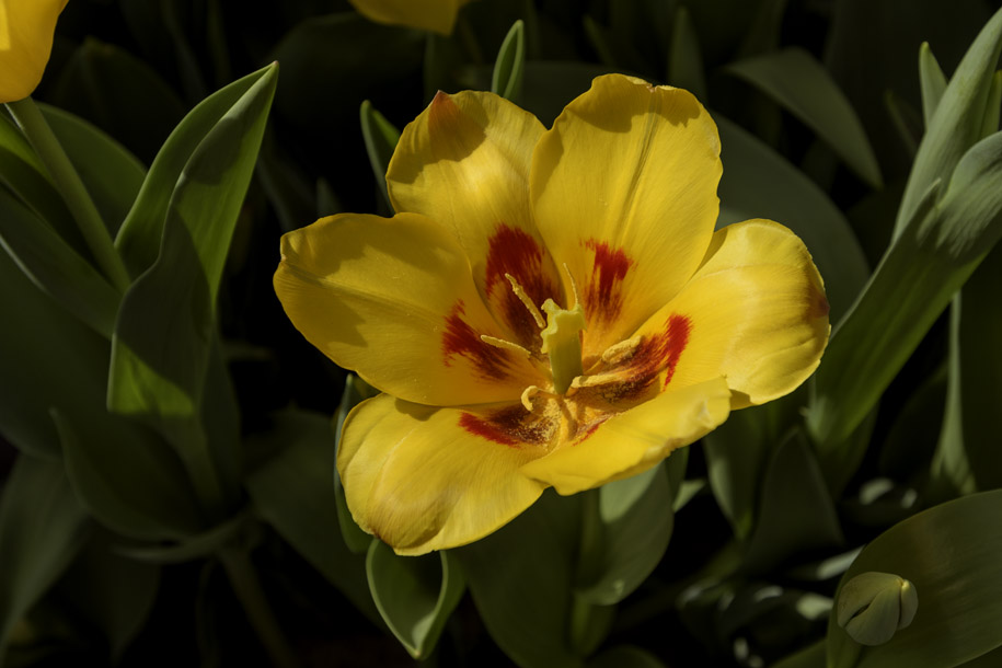 'Tulip 45' (Apr 2017) - Lisse, Netherlands
