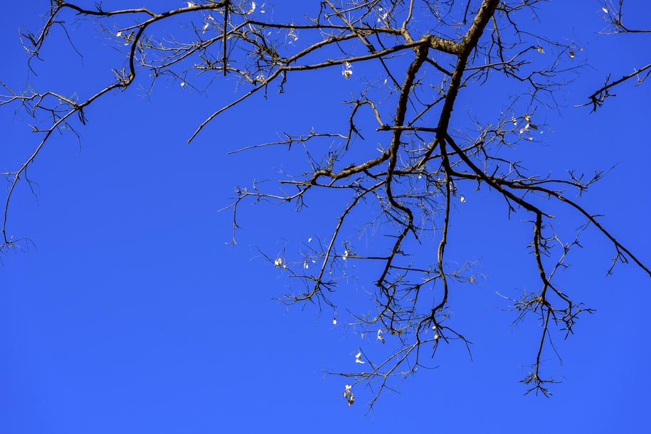 'Barren Branches' (Apr 2017) - Barcelona, Spain