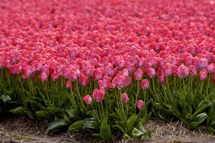 'Tulip 46' (Apr 2017) - Lisse, Netherlands